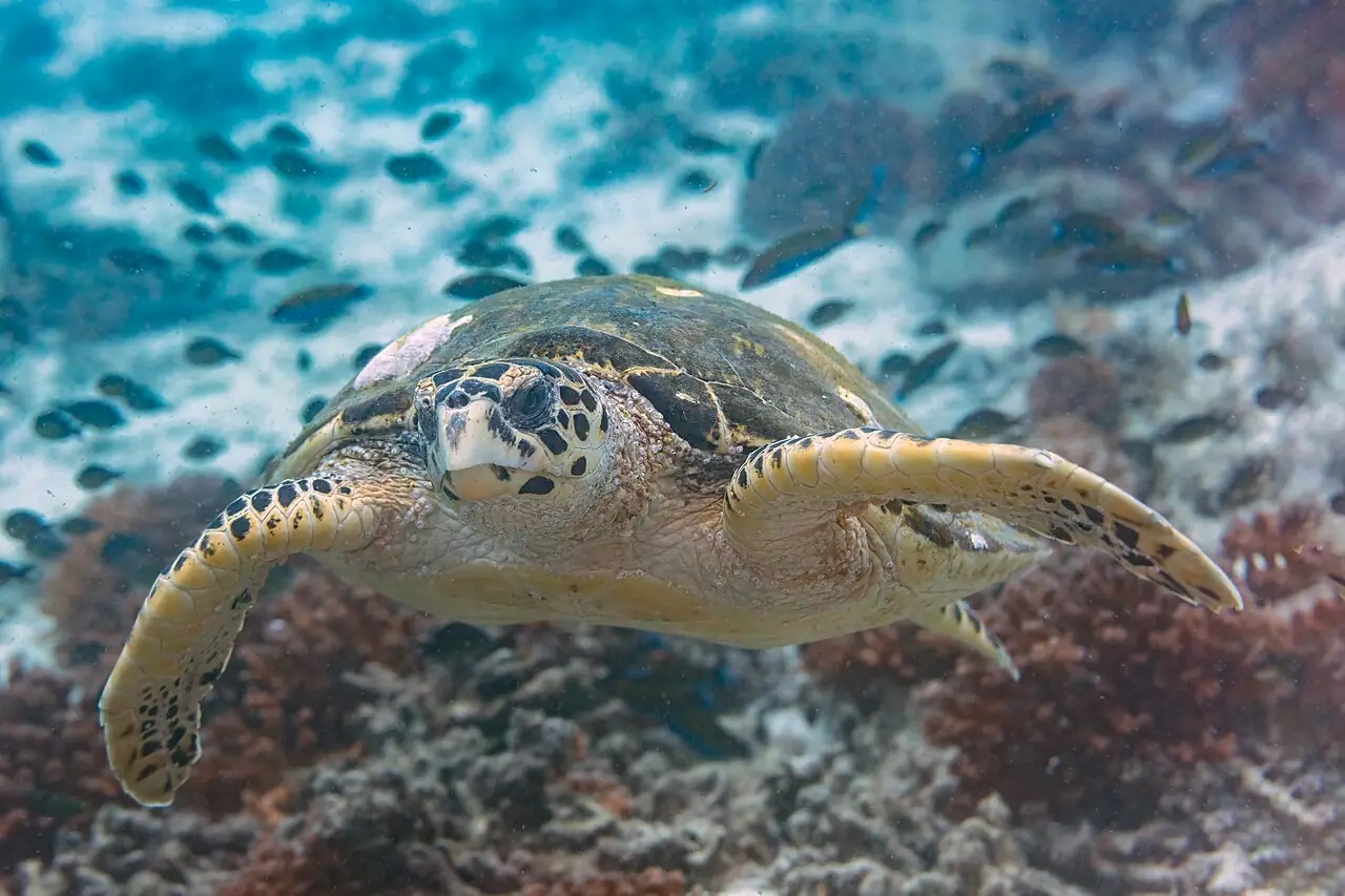 Îles Daymaniyat