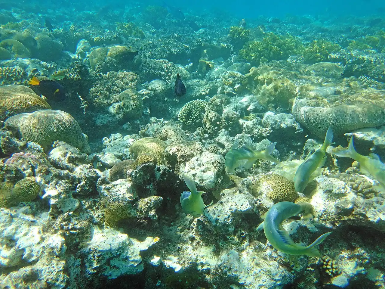 Coral Beach — Eilat