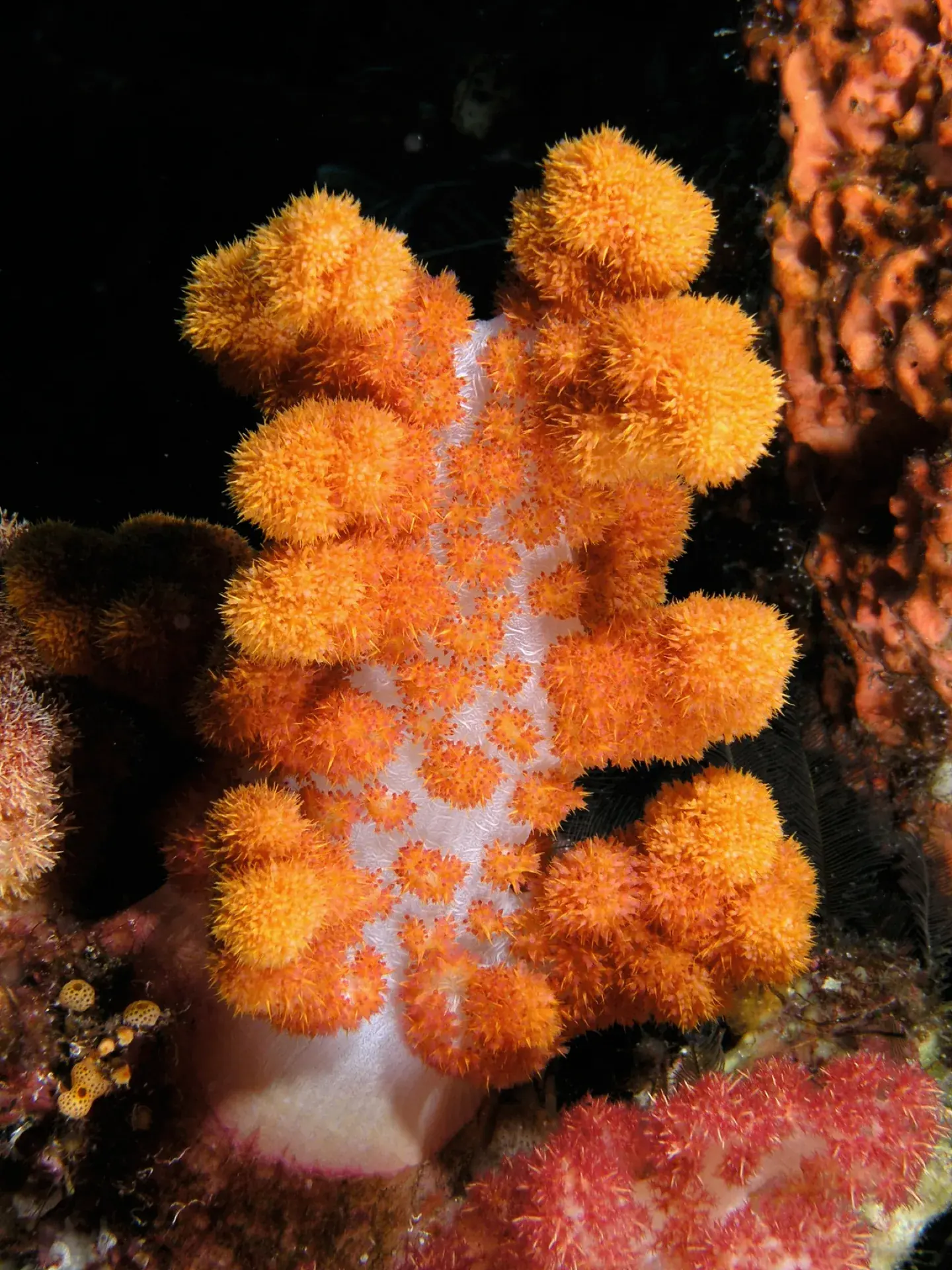 Komodo · Le corail en détail