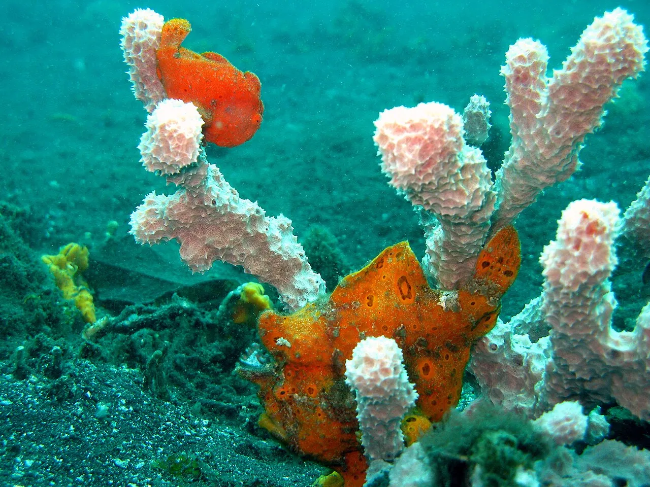 Détroit de Lembeh