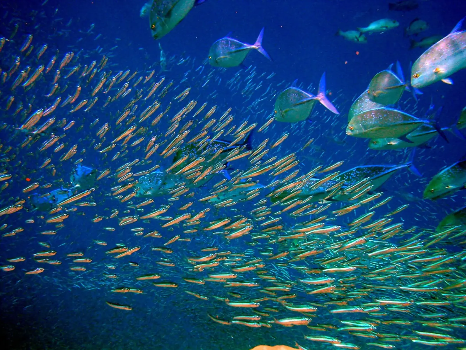 Atoll d'Ari
