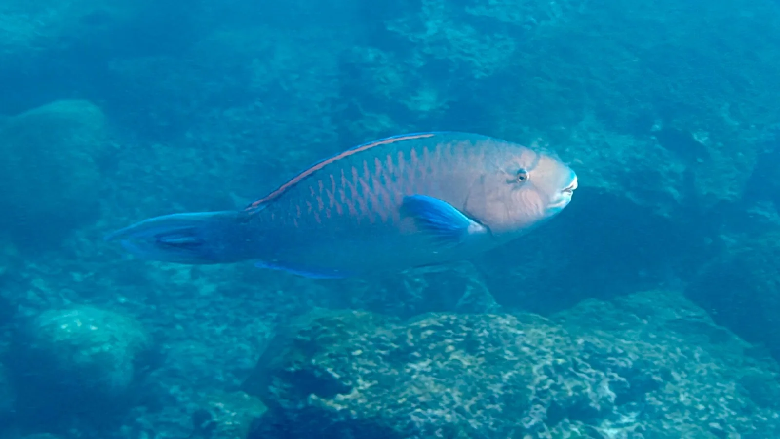 Punta Carola