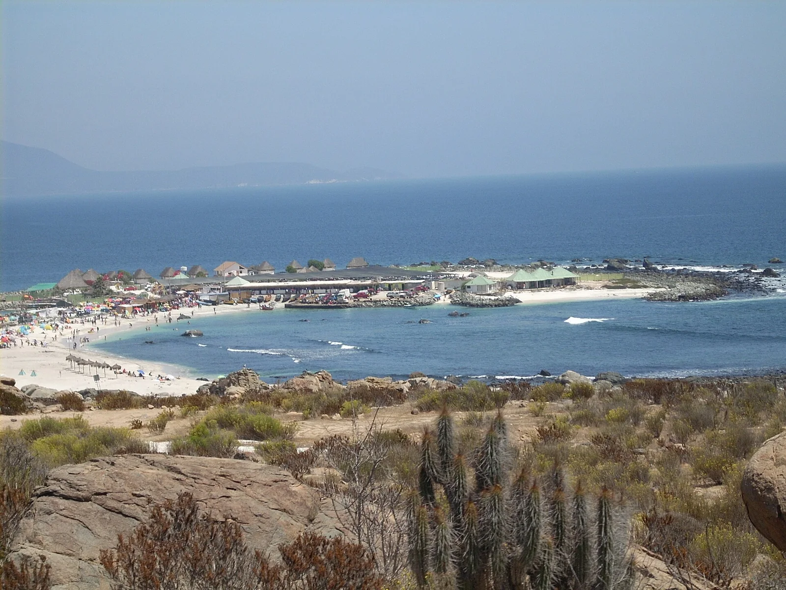 Totoralillo